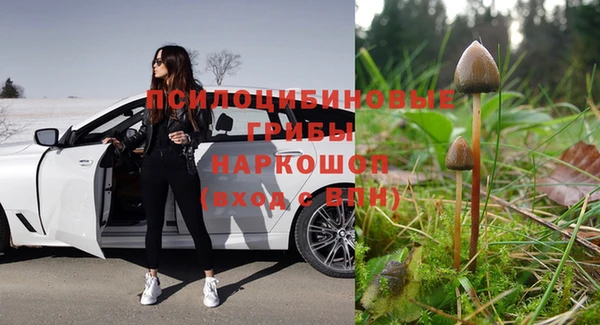 стаф Нефтегорск